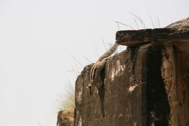 India & Nepal 2011 - 0846